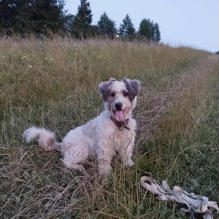 Dacha 127 Casa de hóspedes