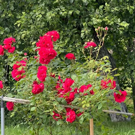 Dacha 127 בית הארחה פודובובץ