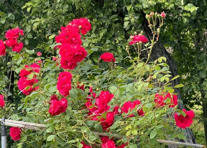 Dacha 127 Guest house Podobovets